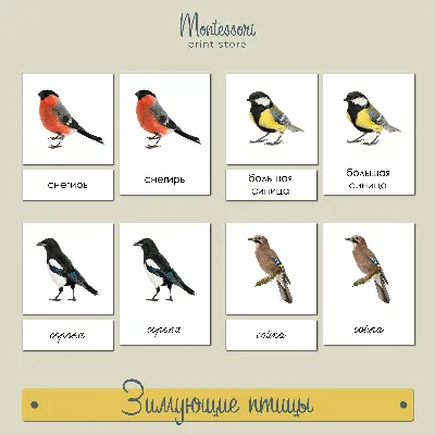 Все зимующие птицы с названиями картинки