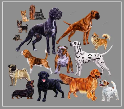 Все породы собак рисунки (56 фото) - картинки 