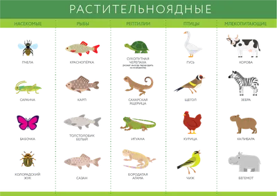 Веганы кто эти люди? Зачем им это надо? Почему они такие странные? Идеи  движения и о том как оно влияет на здоровье | Путь к себе | Дзен