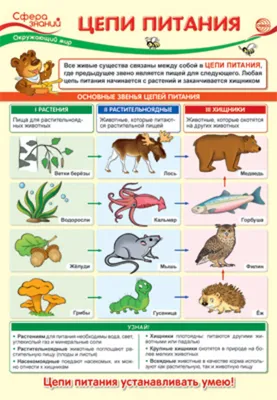 Плакат 23*42см "Окружающий мир в начальной школе. Цепи питания" - Элимканц