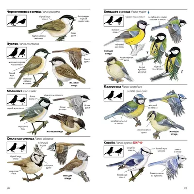 Сможете назвать всех птиц? Тест с фотографиями | Тревел на всю голову | Дзен