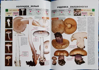 Иллюстрация 10 из 12 для Самые распространенные съедобные грибы.  Справочник-определитель начинающего грибника - Михаил Вишневский | Лабиринт  - книги. Источник: Лабиринт