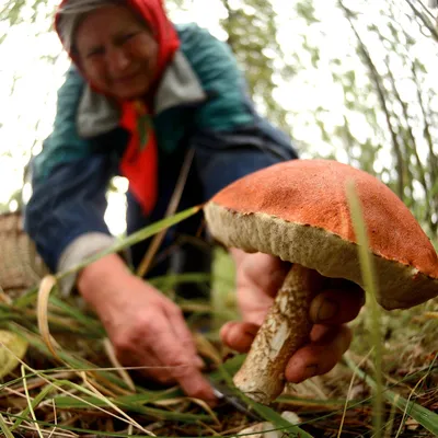 Почему можно отравиться съедобными грибами и как этого избежать -  Российская газета