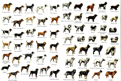 Обзор всех пород собак, утвержденных ФЦИ [1983 Найманова Д., Гумпал З. -  Атлас пород собак]