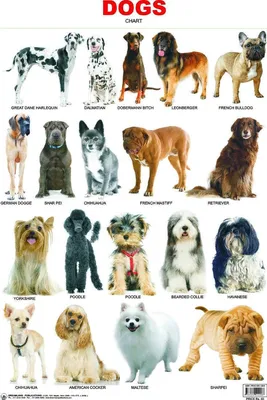 Собаки всех пород (61 фото) - картинки 