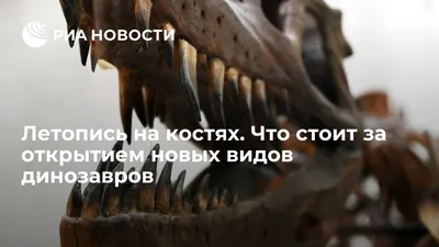 Летопись на костях. Что стоит за открытием новых видов динозавров - РИА  Новости, 