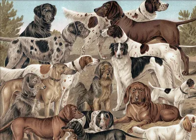 Иконки головы собак разных пород мультяшные лица собак набор векторных  иллюстраций, изолированных на белом собаки разные породы головы | Премиум  векторы