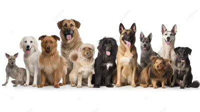 Породы собак — Википедия