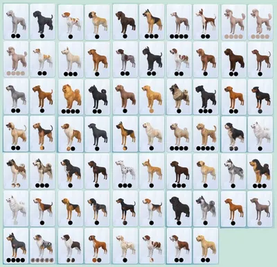 группа собак стоит рядом друг с другом, фотографии всех видов собак, собака,  Добрый фон картинки и Фото для бесплатной загрузки