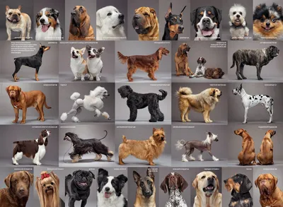 Все породы собак на одной картинке (65 фото) - картинки 