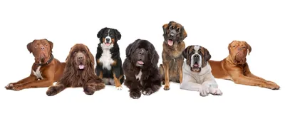Породы собак —  — сайт о собаках и для собак