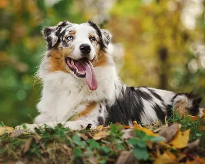 Австралийская овчарка (Australian Shepherd) - это умная, преданная и  выносливая порода собак. Фото, описание и отзывы.