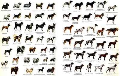 Породы собак: фото, названия и описание — 