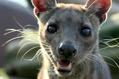 Какие животные могут скоро исчезнуть с лица земли - BBC News Русская служба