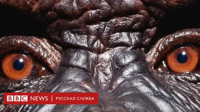 Самые быстрые животные в мире - 