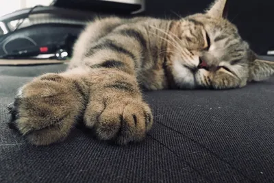 Пока вы работаете: 30 котиков, которые спят так сладко, что даже завидно -   - 