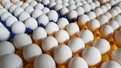 Всемирный день яйца. | OUTLOOK