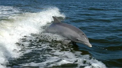 Всемирный день китов и дельфинов (World Whale and Dolphin Day) | Пикабу