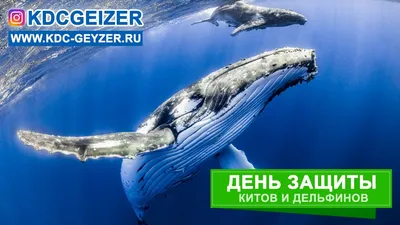 Конспект беседы с детьми старшего дошкольного возраста «Всемирный день китов  и дельфинов» (3 фото). Воспитателям детских садов, школьным учителям и  педагогам - Маам.ру