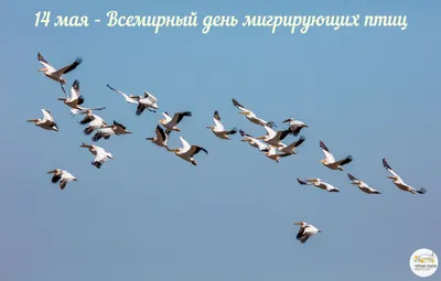 Всемирный день перелетных птиц - РИА Новости, 