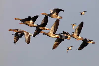 Всемирный день мигрирующих птиц картинки