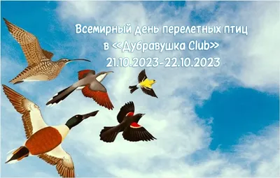 Всемирный день перелетных птиц в «Дубравушка Club» 