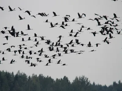 Перелетные птицы России 🐦 Сегодня Всемирный день перелетных птиц и  посвящен он теме воды и ее важности для крылатых путешественников. С… |  Instagram