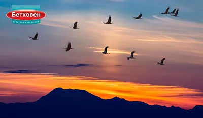 Лентач - Сегодня Всемирный день мигрирующих птиц. | Facebook