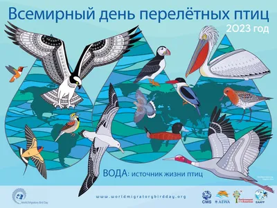 13 мая - Всемирный день мигрирующих птиц | ЭкоСтанция | Дзен