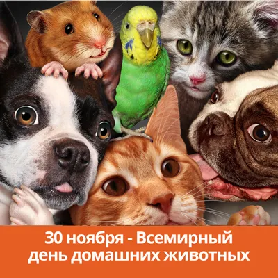 Всемирный день животных картинки