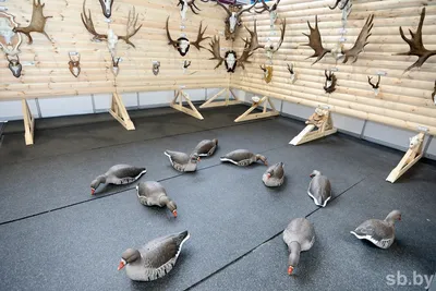  — Птицы Узбекистана