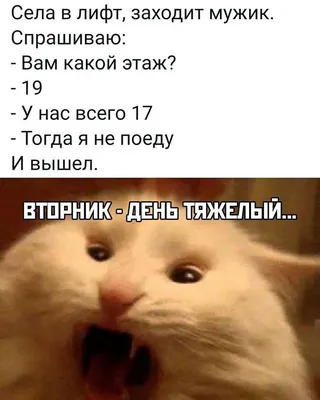 Ветклиника, ветеринарная клиника, Болтинское ш., 5, Котлас — Яндекс Карты