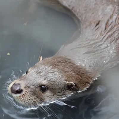 Весеннее купание выдр в Новосибирском зоопарке март 2022 года - 11 марта  2022 - НГС