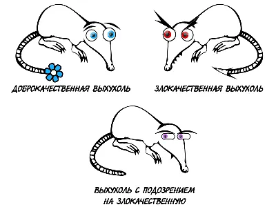 Выхухоль