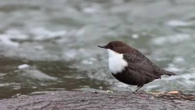 Rare birds, Birds, Pet birds