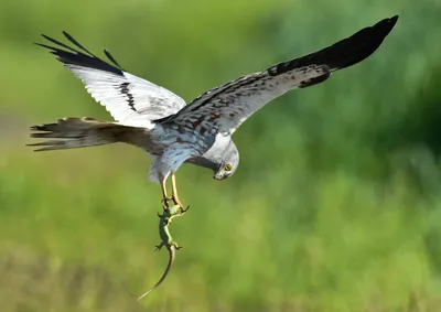 Вымирающая хищная птица лунь Монтагу возвращается в Альтмарк