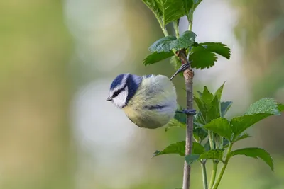 13 видов птиц объявлены вымершими - 