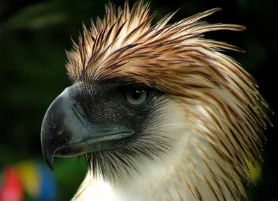 Pin by Дия on ПТИЦЫ | Philippine eagle, Rainforest animals, Largest bird of  prey