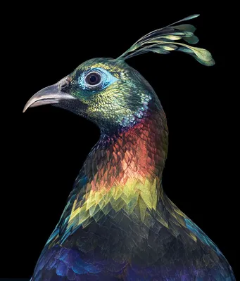 6 интересных вымирающих птиц России | Птица дома | Дзен