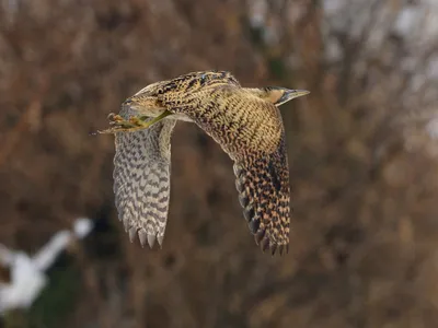 Большая выпь - eBird