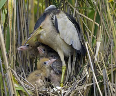 Малая выпь (лат. Ixobrychus minutus). Photographer Konstantin Slobodchuk