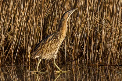 Большая выпь Botaurus stellaris Eurasian Bittern