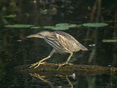 Обои большая выпь, птица, сахалин, глаза, зеленый, серая, Great bittern,  Portugal, Japan, Sakhalin, bird, eyes, green, nature, grey, nest, beak,  animal, tourism, Животные #1325