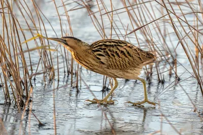 картинки : сердитый, выпь, American Bittern, клюв, Дикая природа, Крупным  планом, организм, приспособление, нелетающих птица, перо, Butorides,  растение, Зеленая цапля 2592x1944 - Richard Vaillancourt - 1601533 -  красивые картинки - PxHere