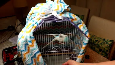 Сетка для клетки птиц Aliexpress Nylon mesh bird cage, skirt cover, Easy  seed cleaning, bird protection, bird cage, accessories, parrot Air net,  bird cage - «Не хотите заводить попугаев потому, что от
