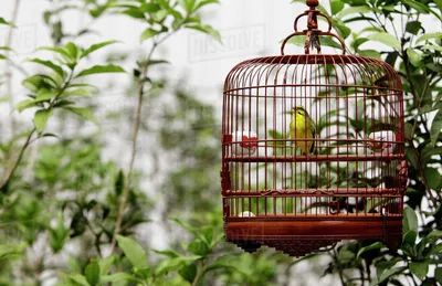 Птица в клетке - 53 фото: смотреть онлайн
