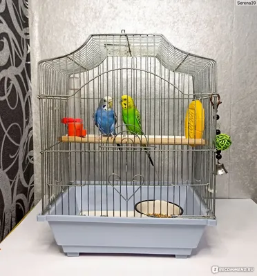 Petstandart Жердочки для птиц/ Зеркало для попугая