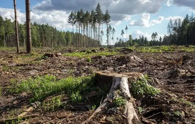 Вырубка лесов в Бразилии достигла рекордных показателей за последние 10 лет