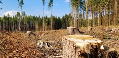 вырубка лесов / прикольные картинки, мемы, смешные комиксы, гифки -  интересные посты на JoyReactor / все посты