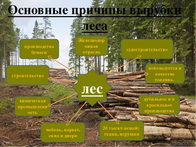 Леса Амазонки вырубают с рекордной скоростью. Защитники природы винят  Болсонару - BBC News Русская служба